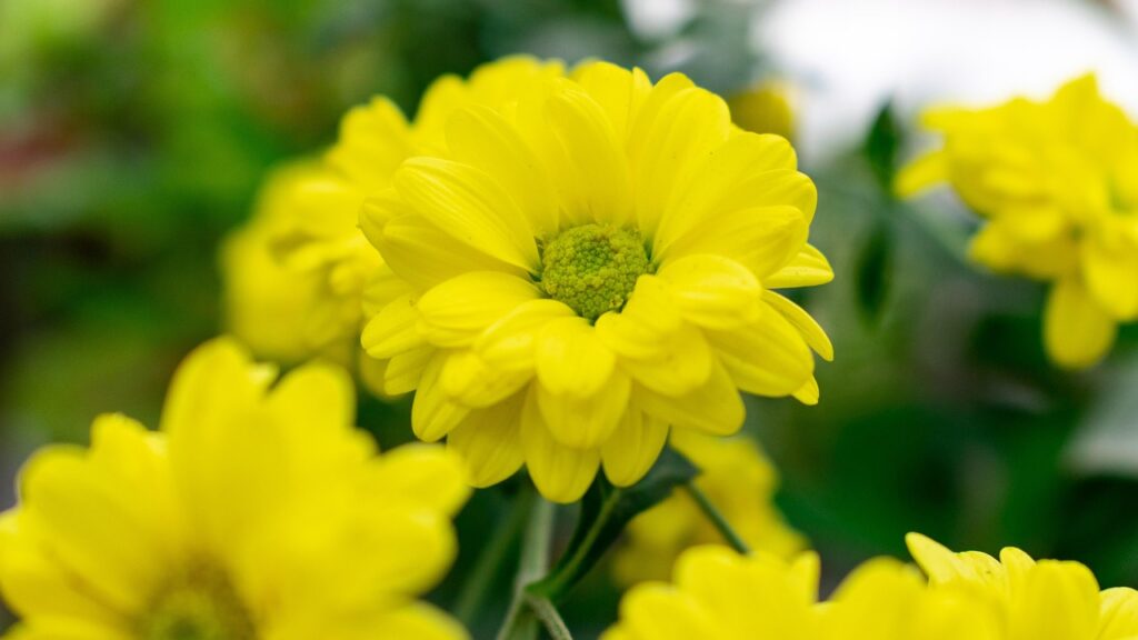 flore, bedding plant, garden plant, ornamental plant, flower, beautiful flowers, nature, flora, beautiful, color, flower background, bloom, flower wallpaper, blossom, plant, ecuador, joga