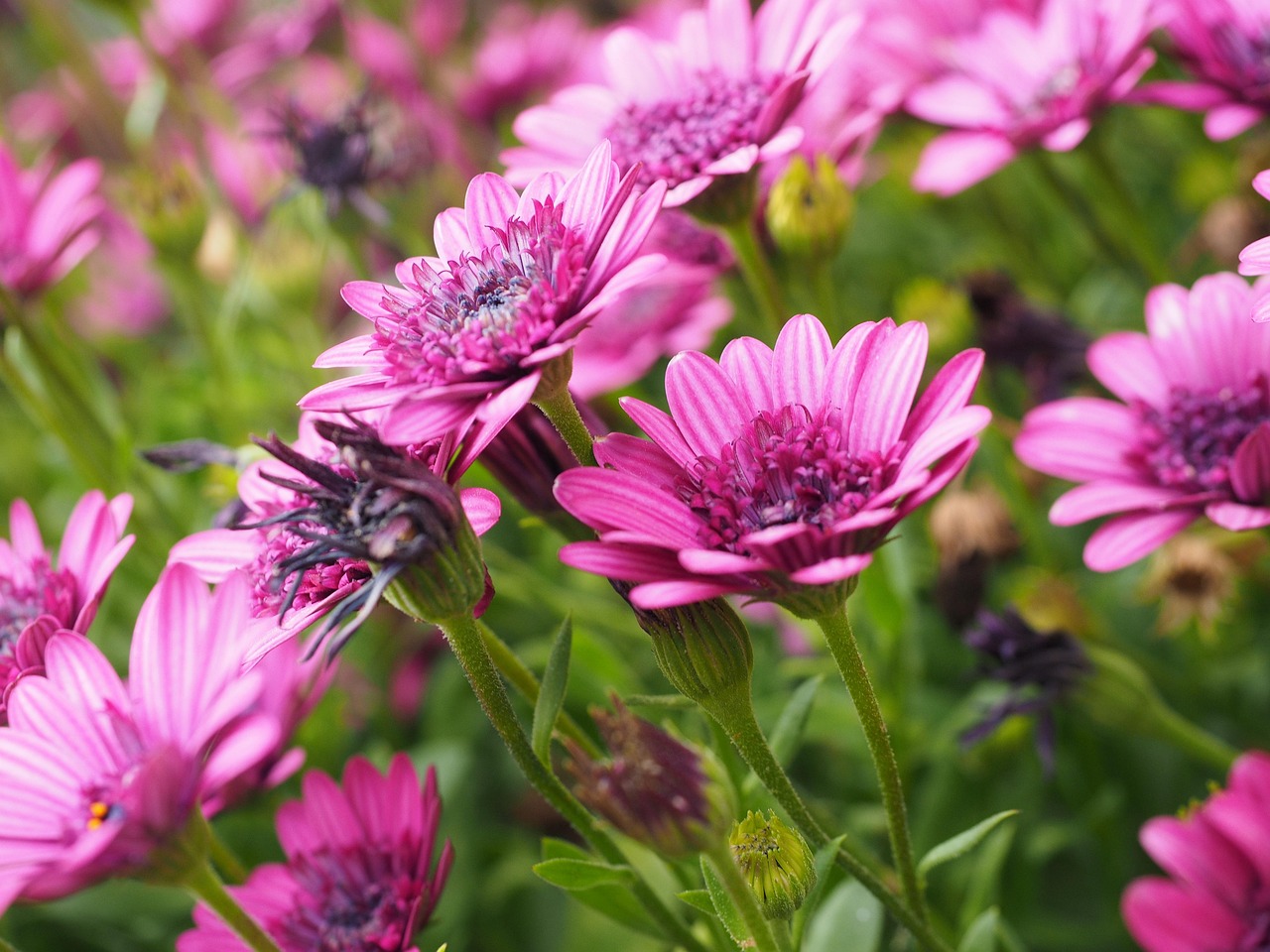 cape basket, blossom, flower wallpaper, bloom, flower, flower background, pink, osteospermum, cape daisies, paternoster bush, composites asteraceae, cape marguerite, beautiful flowers, bornholm margerite, flore, splendid colors, blooming, nature, bedding plant, garden plant, ornamental plant
