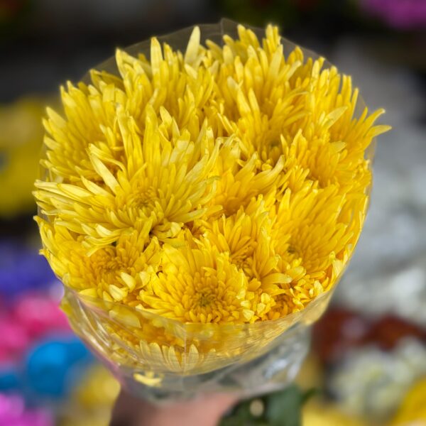 consectetur dipiscing