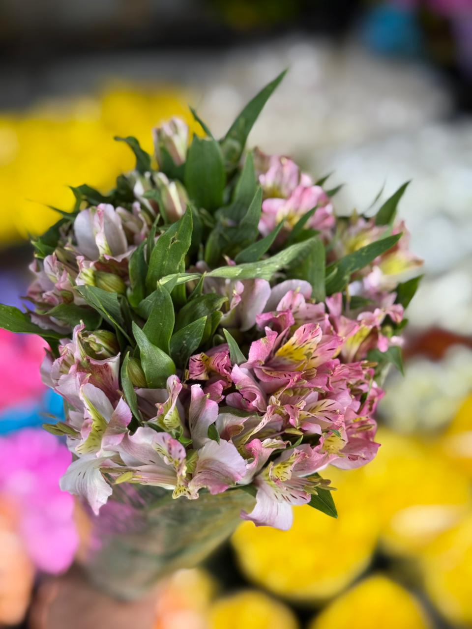 duivamus arcu duivamus arcu