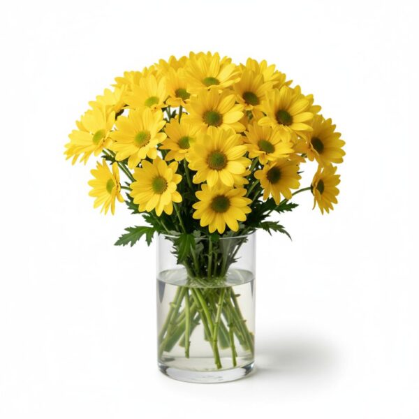 🌼 margarita, el inicio de un día lleno de sol