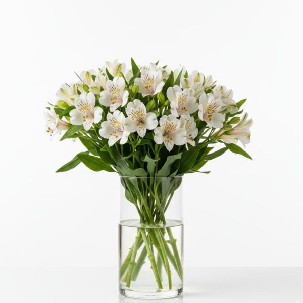 🤍 astromelia blanca: el lazo de la amistad pura