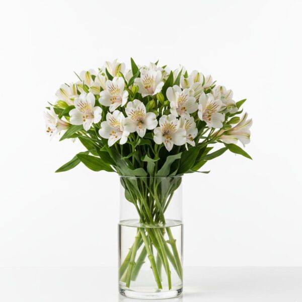 🤍 astromelia blanca: el lazo de la amistad pura.