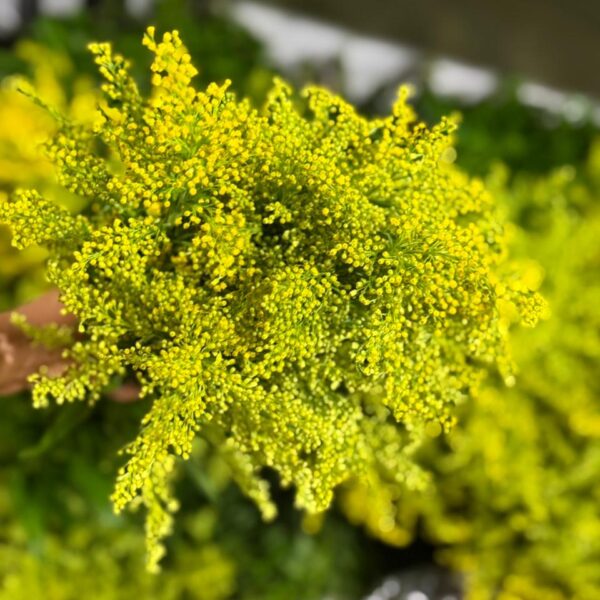 ☀️ Áster amarillo: frescura de campo con toques de sol 💚