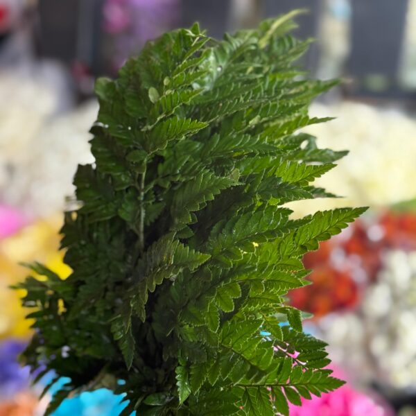 🌿 helecho cuero: la vitalidad y textura de la naturaleza pura 🍃