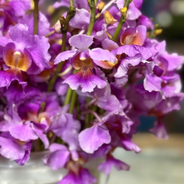 💜 orquídea vanda: la reina del exotismo y la belleza sublime 👑