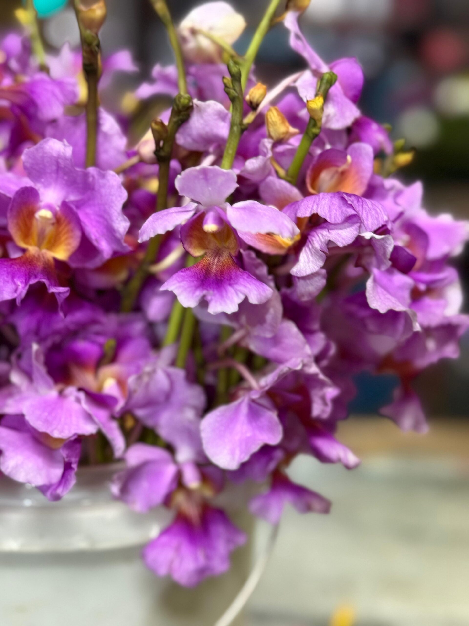 💜 orquídea vanda: la reina del exotismo y la belleza sublime 👑 💜 orquídea vanda: la reina del exotismo y la belleza sublime 👑