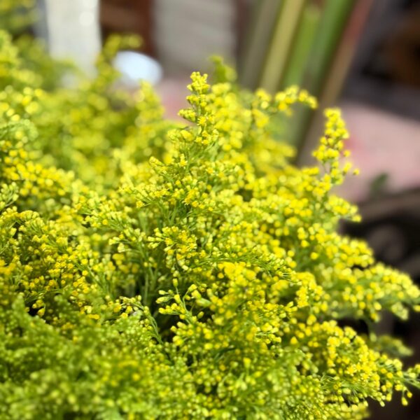☀️ Áster amarillo: frescura de campo con toques de sol 💚