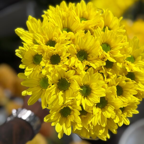 🌼 margarita amarilla: el inicio de un día lleno de sol