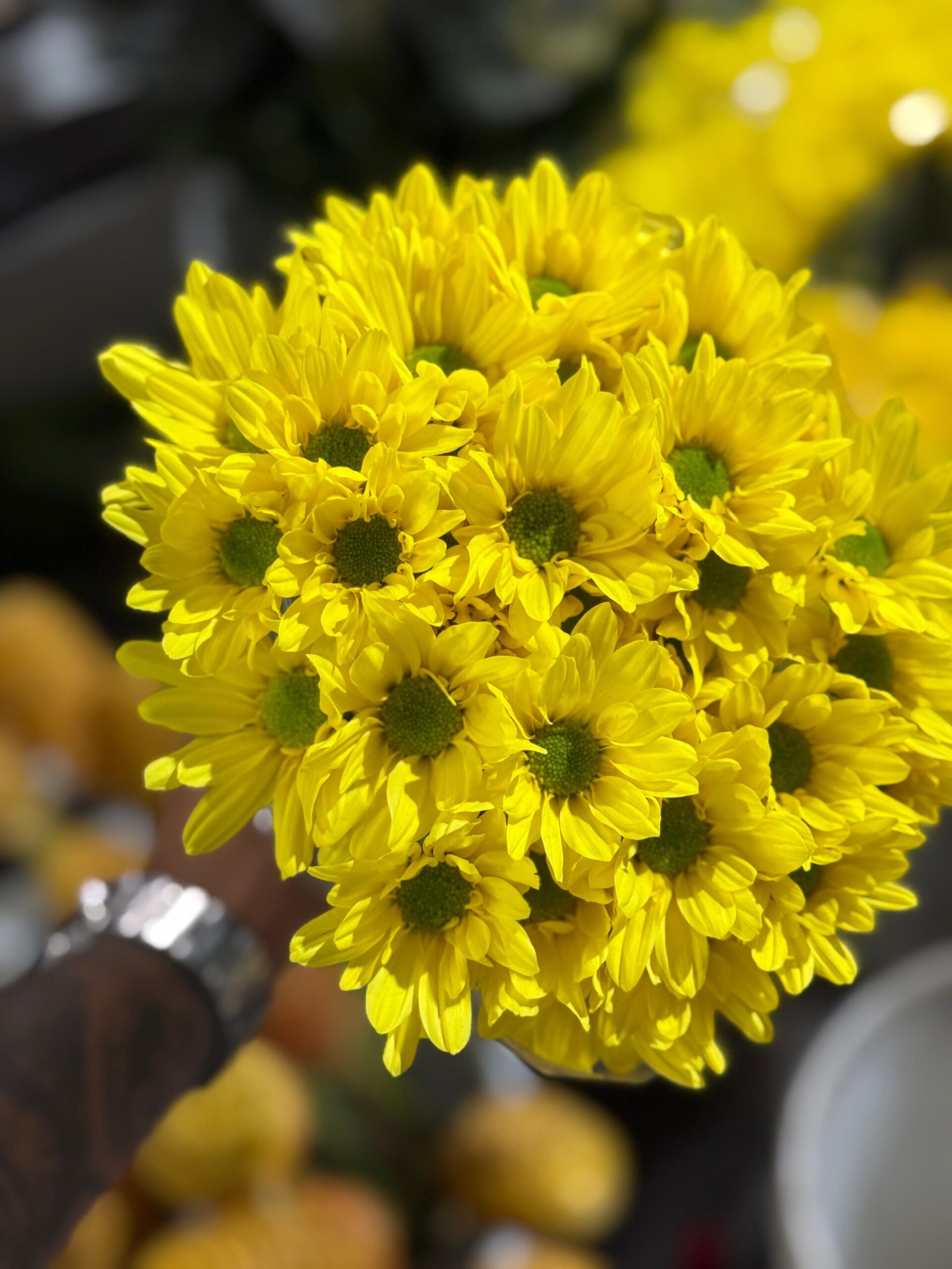 🌼 margarita amarilla: el inicio de un día lleno de sol 🌼 margarita amarilla: el inicio de un día lleno de sol